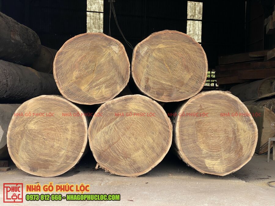 Thân gỗ lim có kích thước lớn